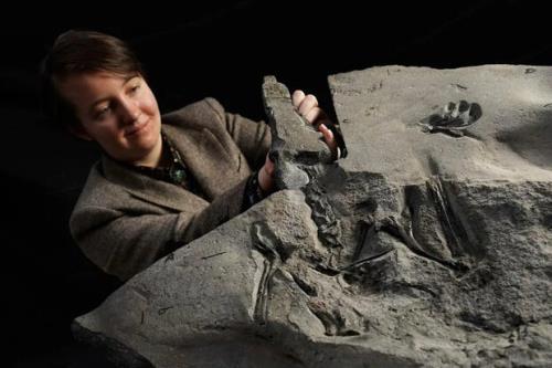 کشف فسیل ۱۷۰ میلیون ساله خزنده بالدار با عرض بال ۲ و نیم متر