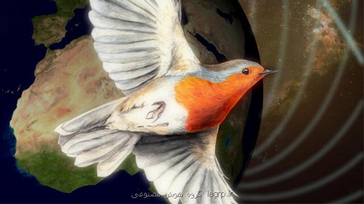 وجود قطب نمای كوانتومی در چشم پرندگان مهاجر