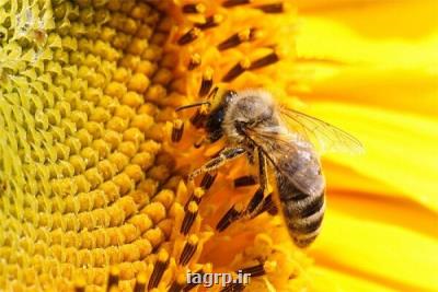 شناسایی باکتری های روده برای بهبود حافظه زنبورها