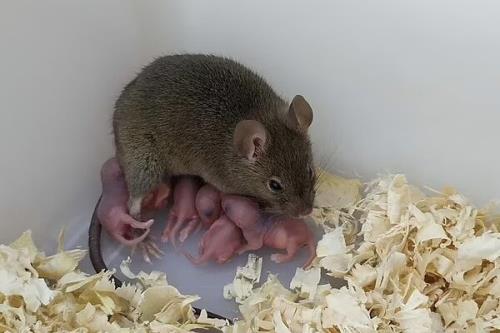 تولید بچه موش ها بدون لقاح در آزمایشگاه !