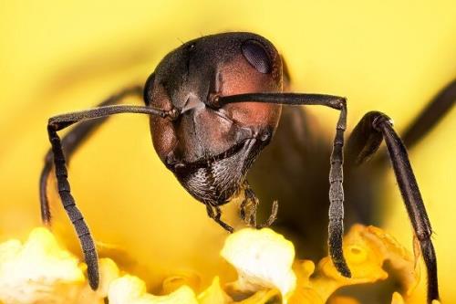 تشخیص سرطان در انسان با مورچه های آموزش دیده !