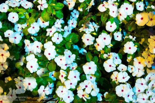 زمینه مساعد برای فعالیت دانش بنیان در زمینه گیاهان زینتی
