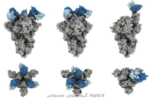 بررسی قوی ترین پادتنی که با کووید-۱۹ مقابله می کند