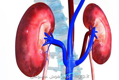 نقش شبه اندام کلیه در شناخت بیماری های کلیوی