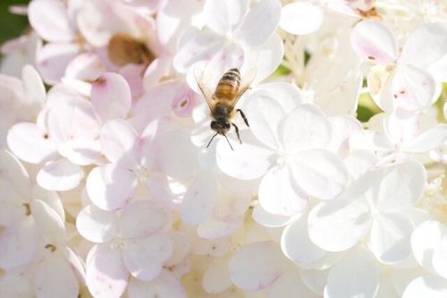 شناسایی میکروبی که ناجی جان زنبورهای عسل است