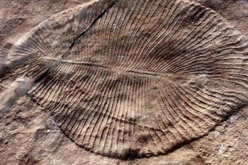 شناسایی نخستین نشانه های انقراض دسته جمعی در زمین در یک فسیل
