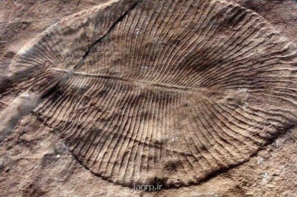 شناسایی نخستین نشانه های انقراض دسته جمعی در زمین در یک فسیل