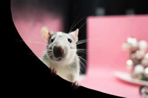 موش ها مانند انسان ها در دام استدلال های نادرست می افتند
