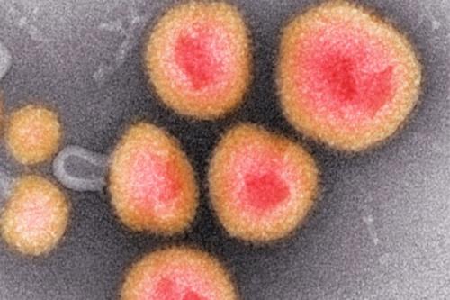 کشف ۳۰ هزار ویروس جدید در دی ان ای میکروب ها