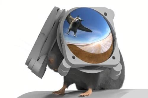 ساخت عینک 3 بعدی برای موش ها!