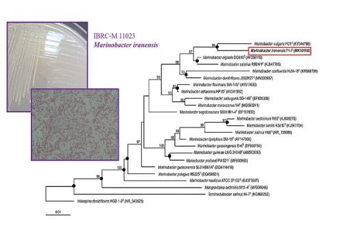 گونه جدید میکروبی به نام مارینوباکتر