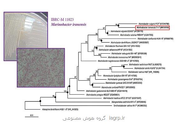گونه جدید میکروبی به نام مارینوباکتر