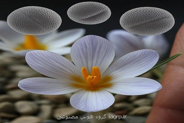 گونه های شناخته شده زعفران وحشی در ایران به ۲۵ گونه افزایش پیدا کرد