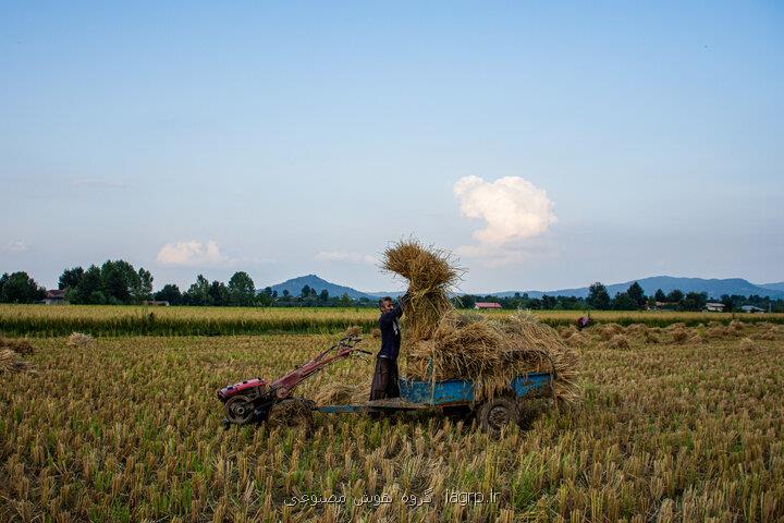 بررسی فاکتور رشد در برنج جهت استفاده در سلول های بنیادی