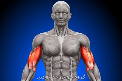 كشف پروتئینی كه موجب رشد سریع عضلات مجروح می شود